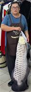 該人員身高175CM 銀龍魚比對圖